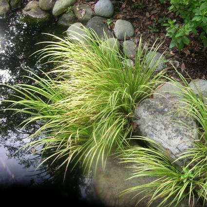 Oborozuki Grassy-Leaved Sweet Flag